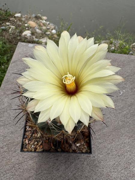 Coryphantha palmeri